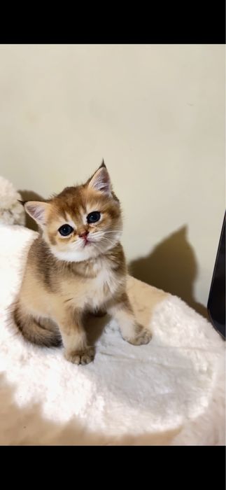 Продаются котятки фолд и британские