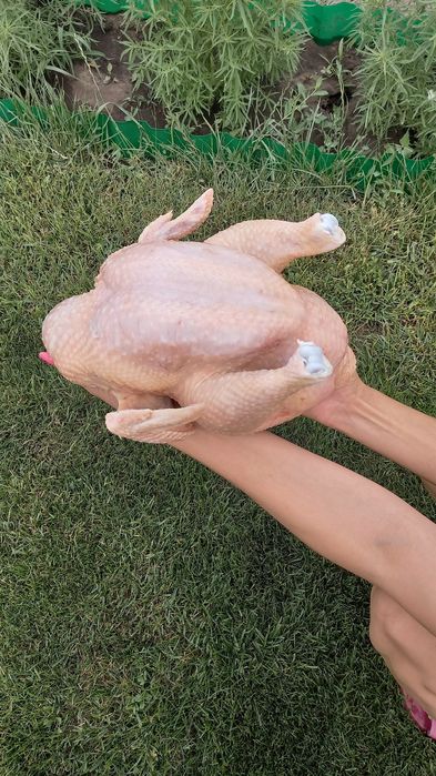 Цыплята бройлера кооп 500, рос308