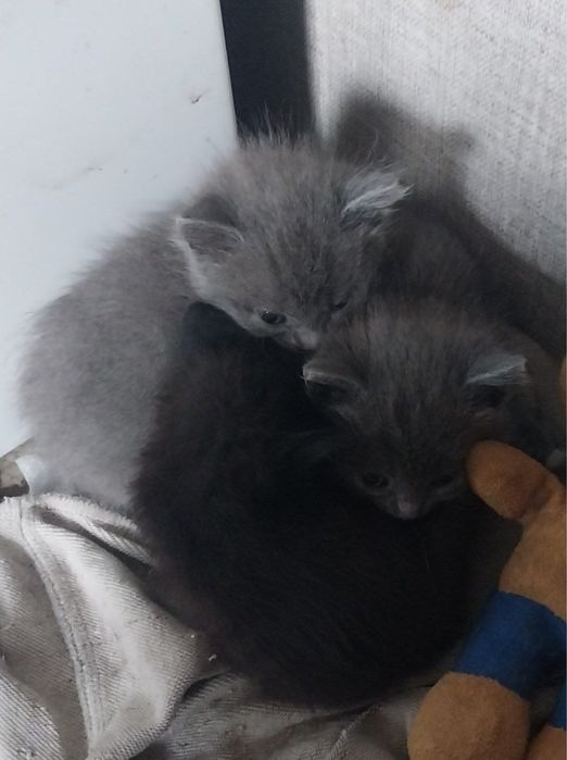 котята серые девочки и один мальчик