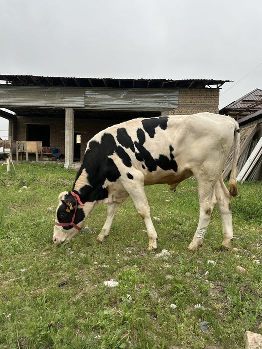 Buqa sotiladi golshteyn
