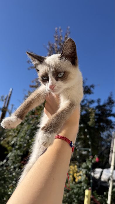 отдам в дорые ручки котят
