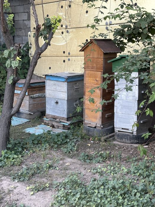 Продам ульи с пчелами