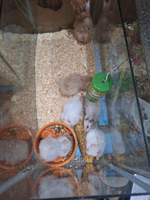 Hamsteri sirieni
