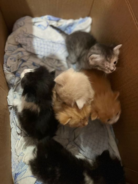 Котята красавчики