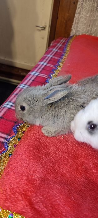 Кролики продаются