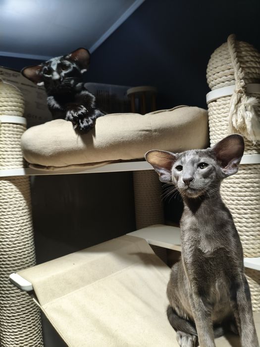 Ориентальные котята экстримального современного типа