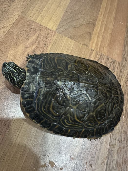 Broască țestoasă cu tâmple galbene 15 cm