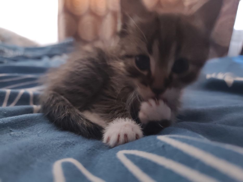 Отдам котят в добрые руки