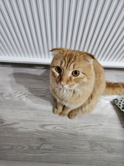 Вислоухий Кот Тирион (кострат)