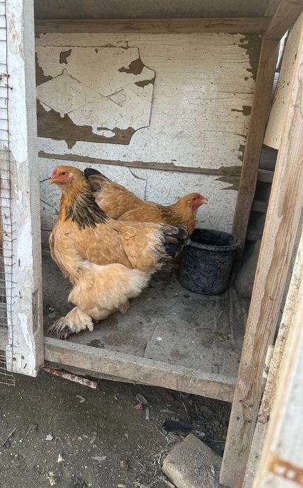 Brama palivi 2 ta tovuq toza qon sotiladi manzil samarqand shahar