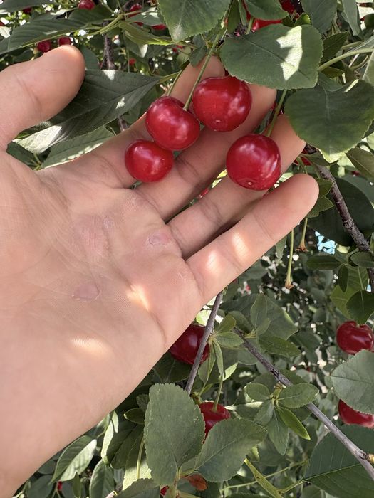 Свежая спелая вишня