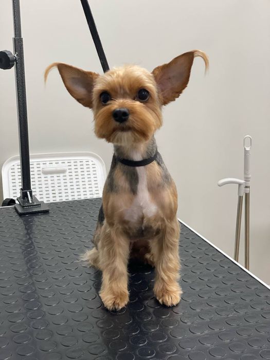 Услуги груминга кошек и собак