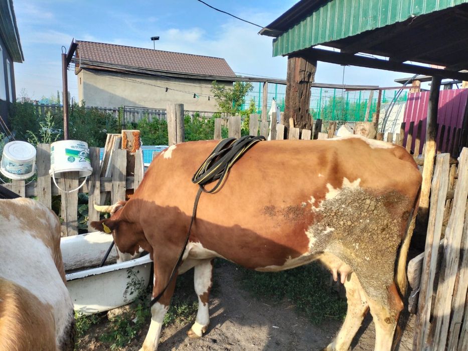 Продам три коровы
