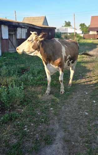 Продам молочную корову