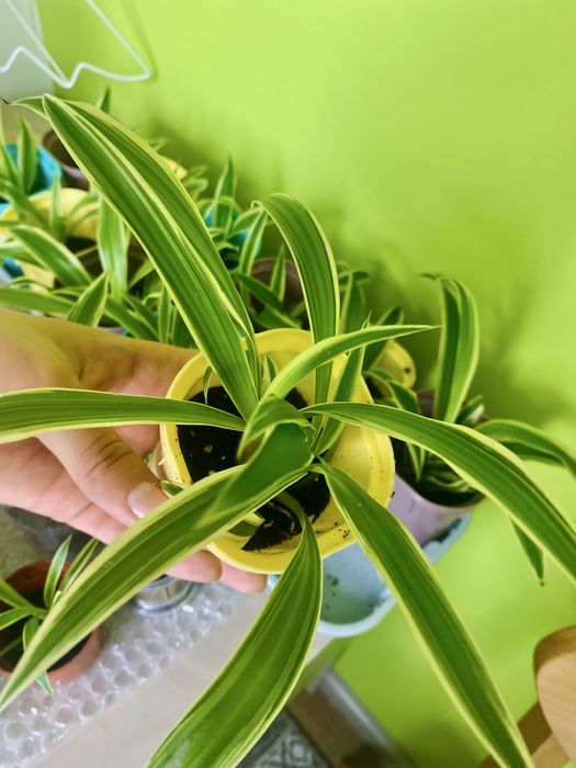 Хлорофитум комнатное растение