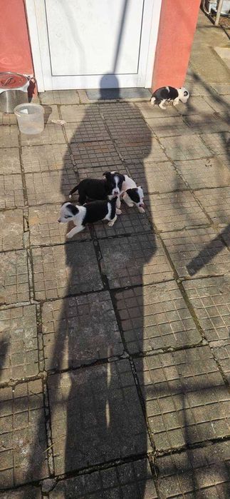 Подаряват се малки, сладки кученца, които са родени на 21 ноември.