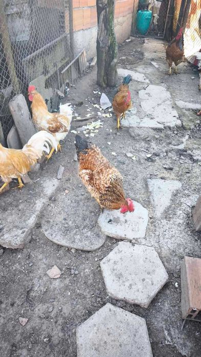 Продавам Красиви Големи Петли