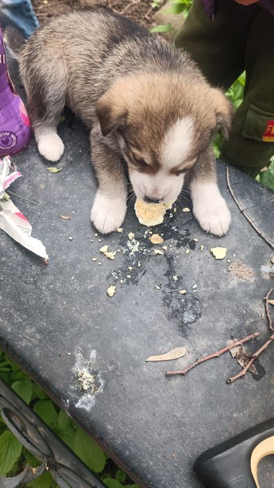 Щенок мальчик двортерьер