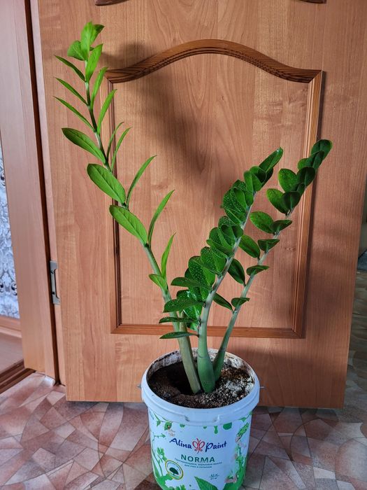 Продам замиокулькас (долларовое дерево)