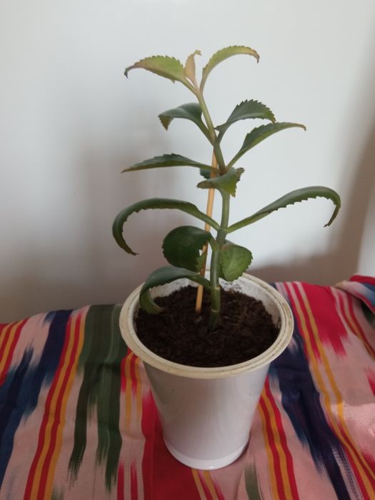 Продам комнатные цветы для лечения