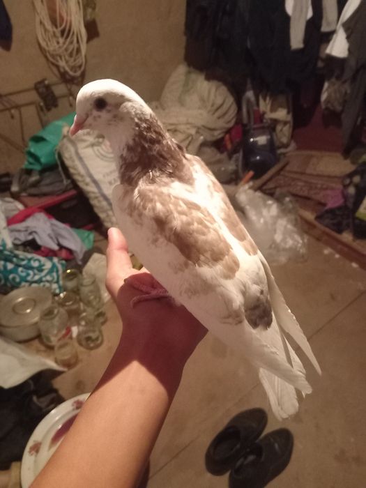 Даулетбаев нұрсұлтан