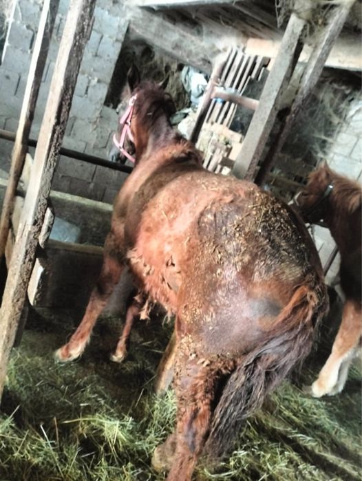 Продам Жирных Лошадей