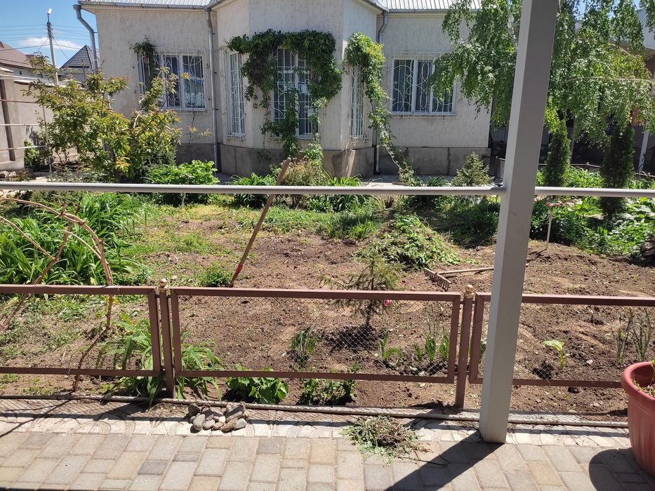 Газон живои семена