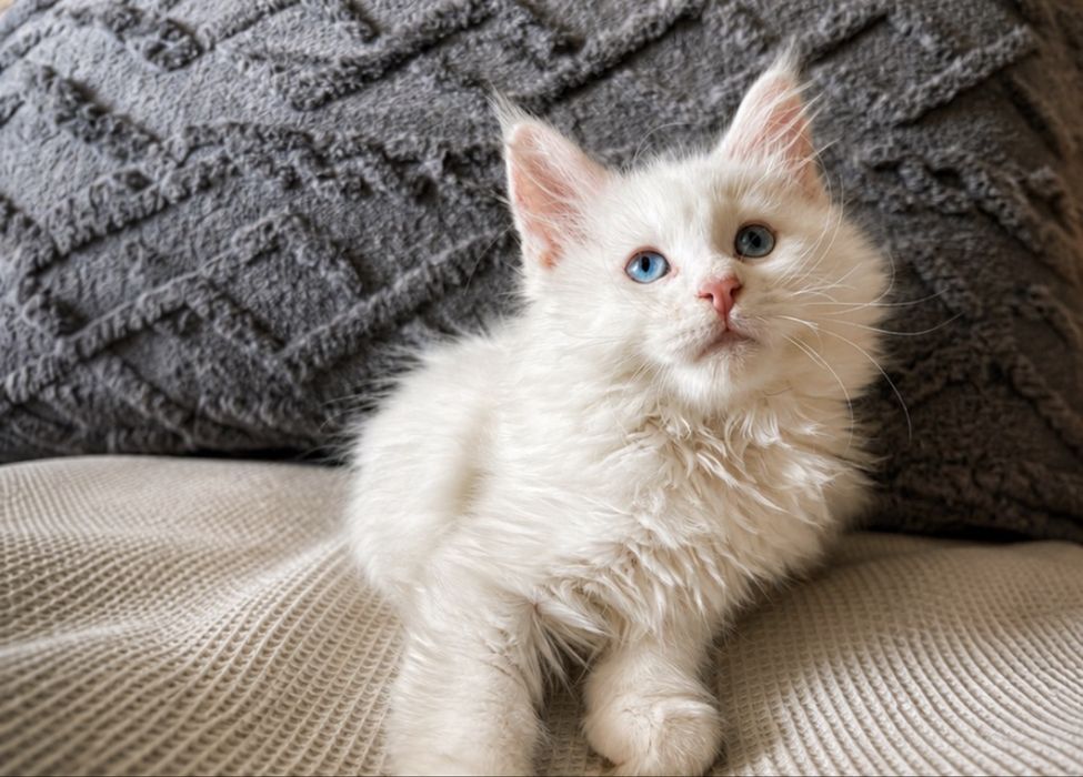 продажа котят Мейн-Кун