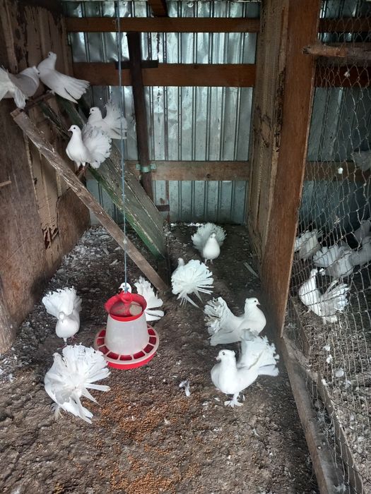 Porumbei de vânzare