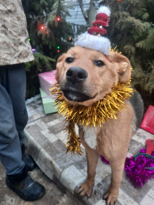 ПорОдиСтыЕ соБаЧки в приюте