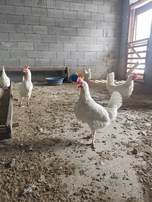 инкубационные яйца леггорна