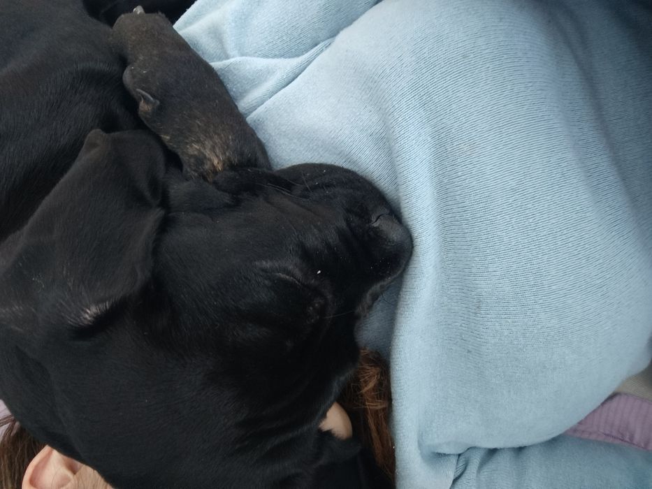 Продам щенка породы Кане Корсо