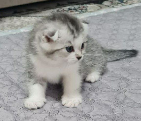 Продаются котята