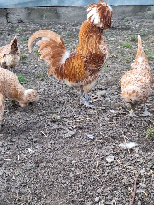 Oua ptr incubat din rasa Paduane Chamoise.