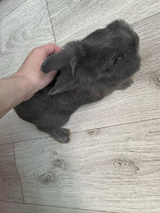 Чистокровный породистый декоративный кролик дорогой породы