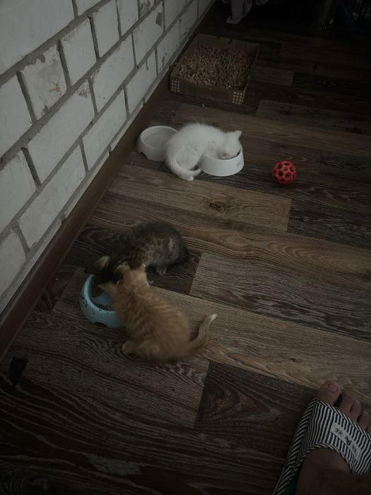 котята в добрые руки