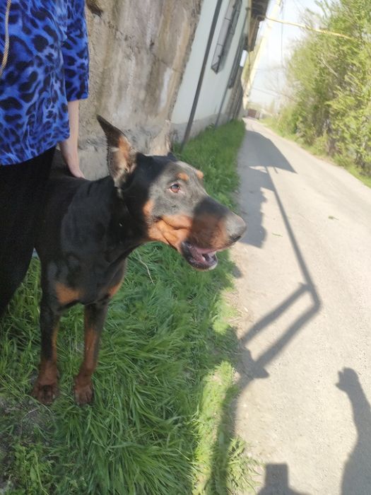 Доберман собака собака