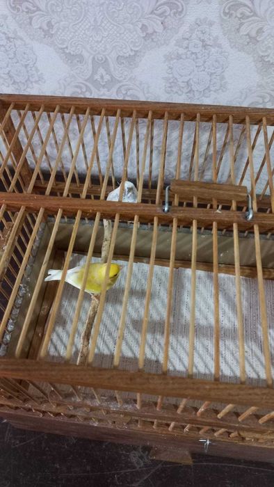 Продам красивых канареек