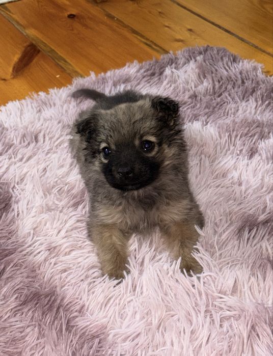 Домашний Щенок в добрые руки