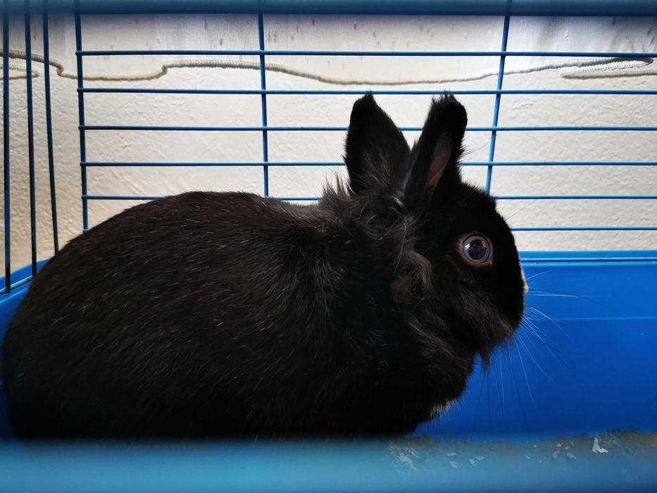 Подарявам декоративно зайче