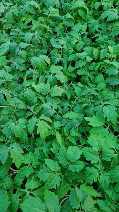 Рассада, Помидоры, Перцы, Баклажаны