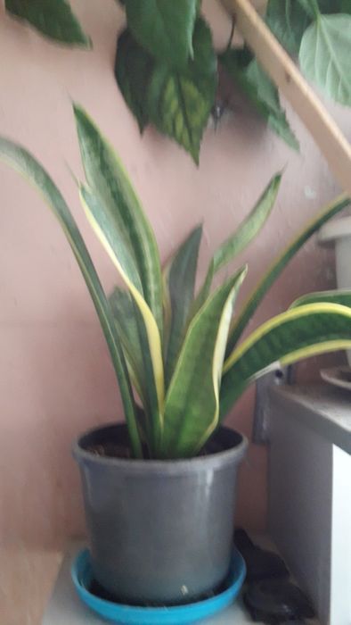 Продам   цветы  комнатные