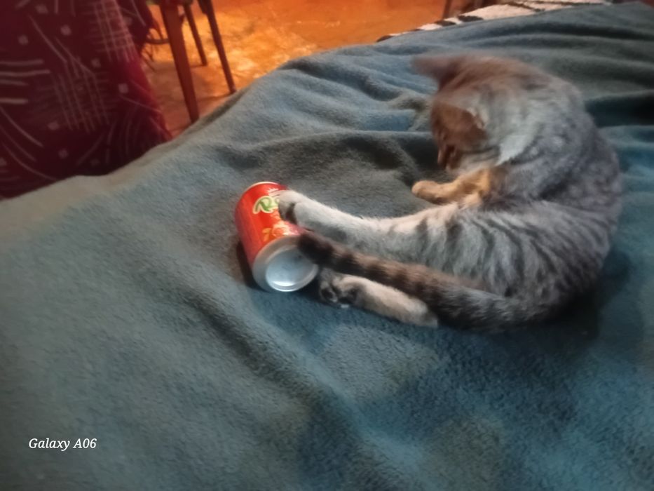 отдам хорошие руки
