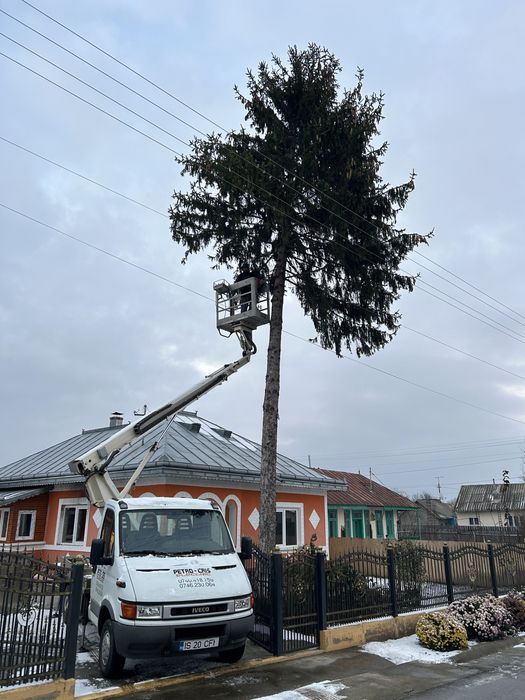 Taiere , Toaletari copaci , defrisari.