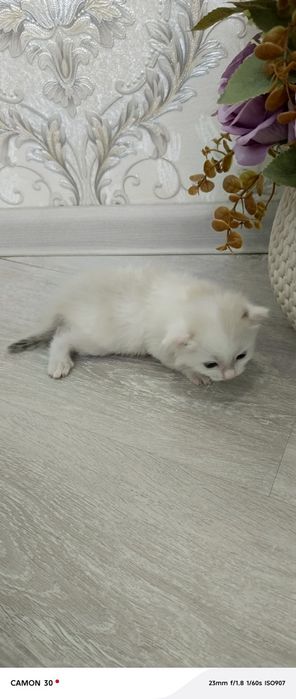 Мушук боласи зотдор