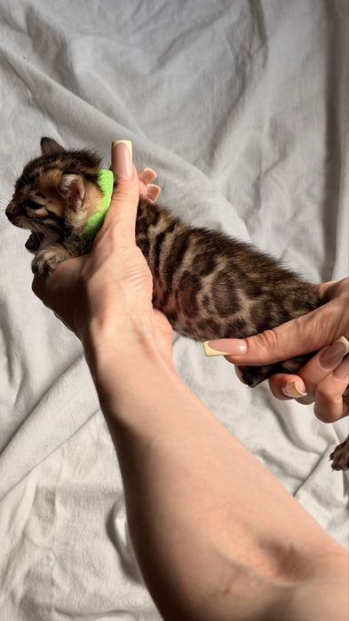 бенгальскй котенок