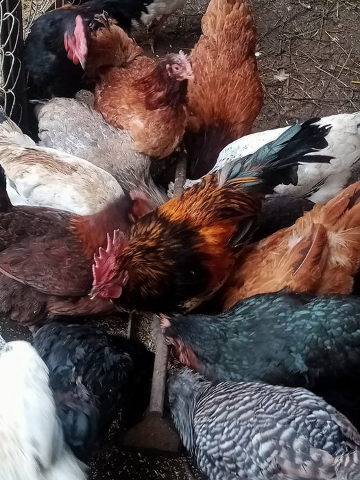 Продам молодых петушков