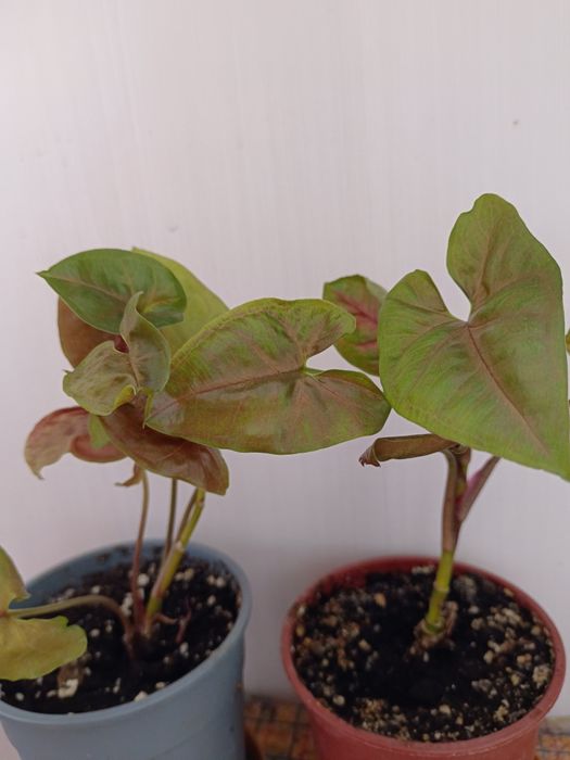 Продам сингониум