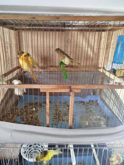 Продаётся Канарейка