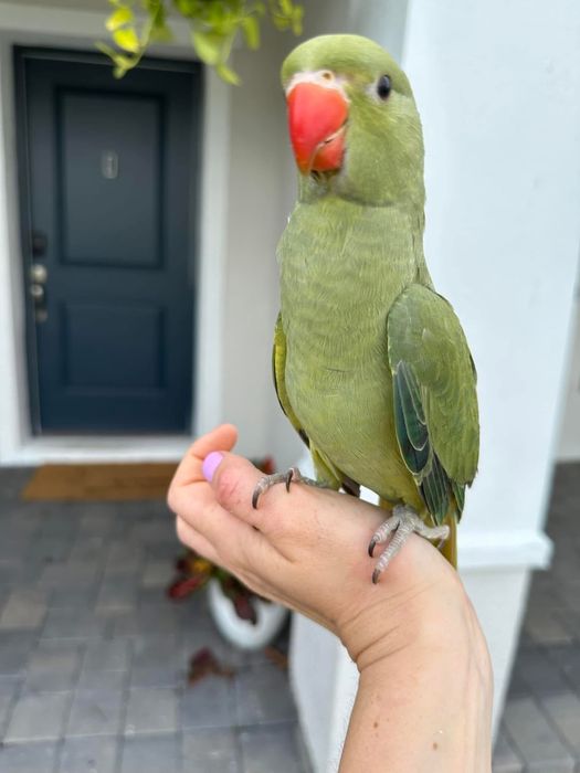 Micul Alexandru pui blanzi Alexander